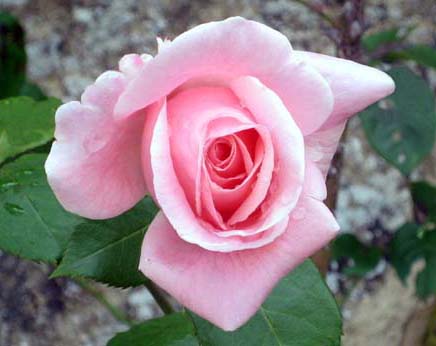 Romenay rose